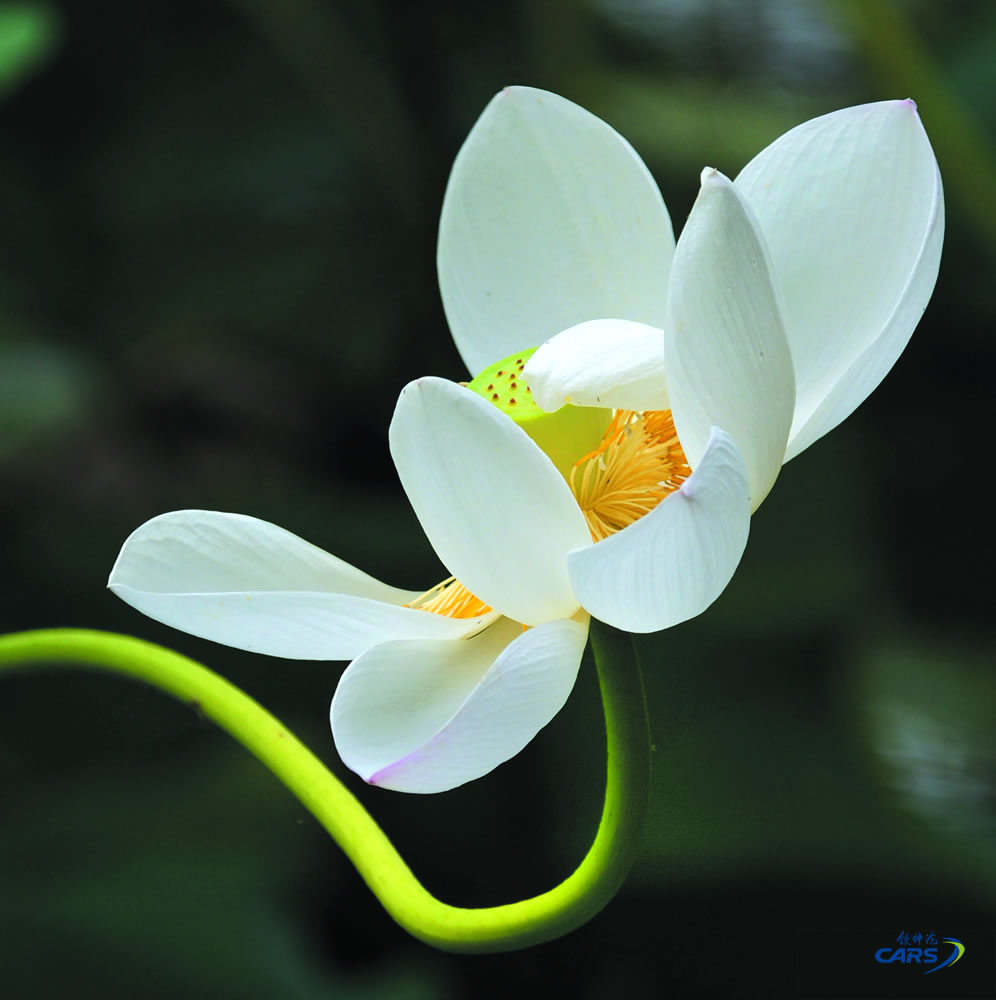 魏禮剛-1-荷花（獲尼康公司月賽獎）